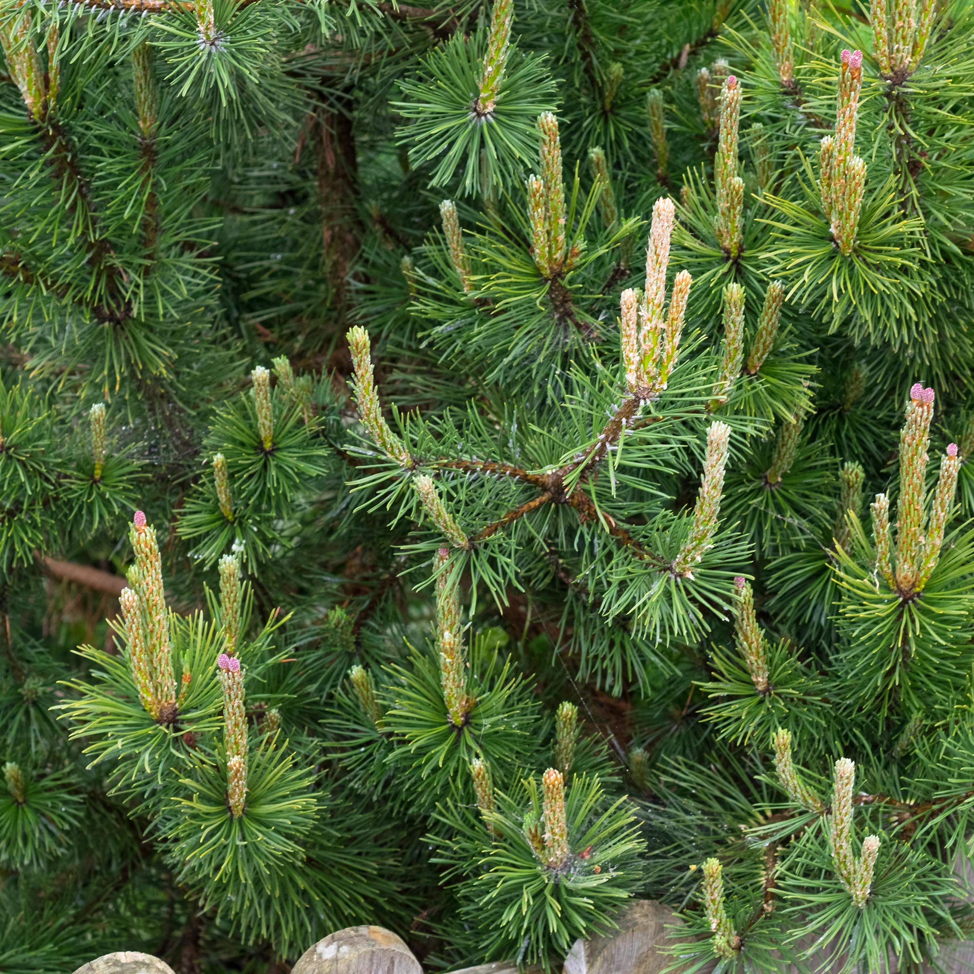 GardenersDream Pinus Mugo Mughus Plant - Beautiful Evergreen Outdoor Shrub - Ornamental Conifer Plant for Gardens, Patios, and Borders (2 Litre Pot, 30-50cm)
