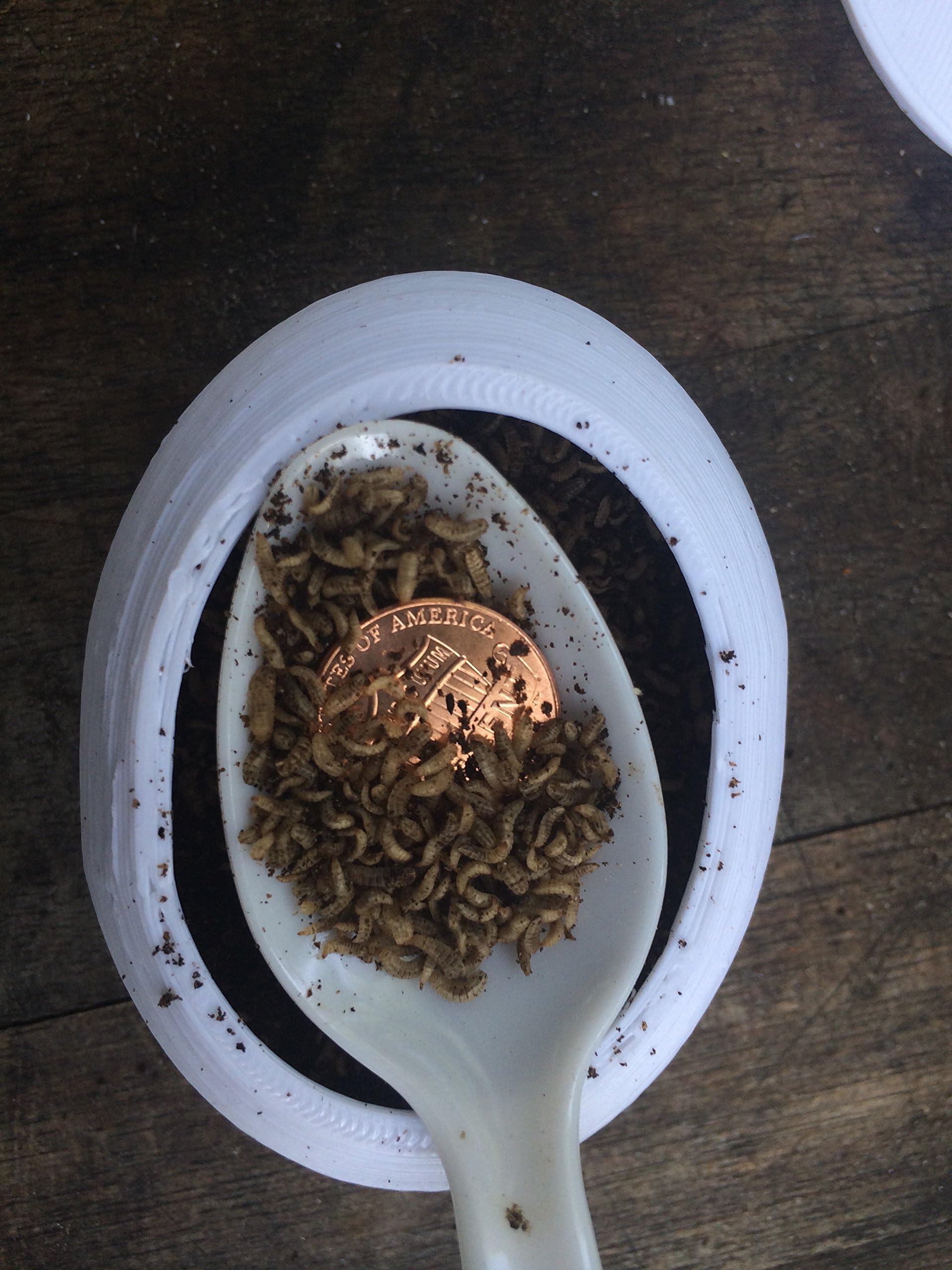 5,000 Black Soldier Fly larvae Hermetia illucens