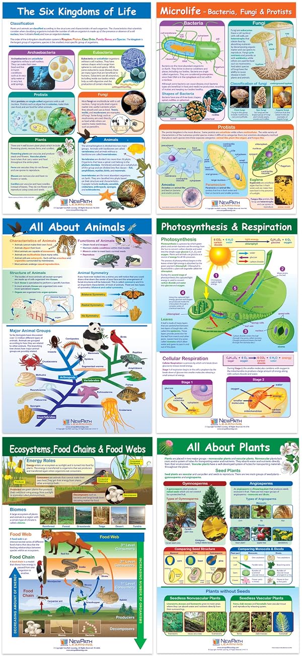 NewPath Learning Life on Earth Posters, Set/6 (Six Kingdoms, Plants, Photosynthesis/Respiration, Animals, Ecosystems/Food Chains/Food Webs, Microlife) - Laminated, Full-Color, 23" x 35" (34-9703) by NewPath Learning - Used condition - US$46.61