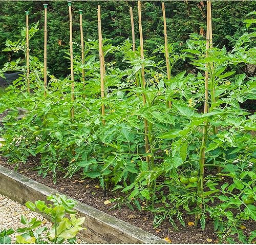Miniatura 7 de HTWNK 50 estacas de bambú natural de 16 pulgadas para plantas de interior, tomate, plantas en maceta