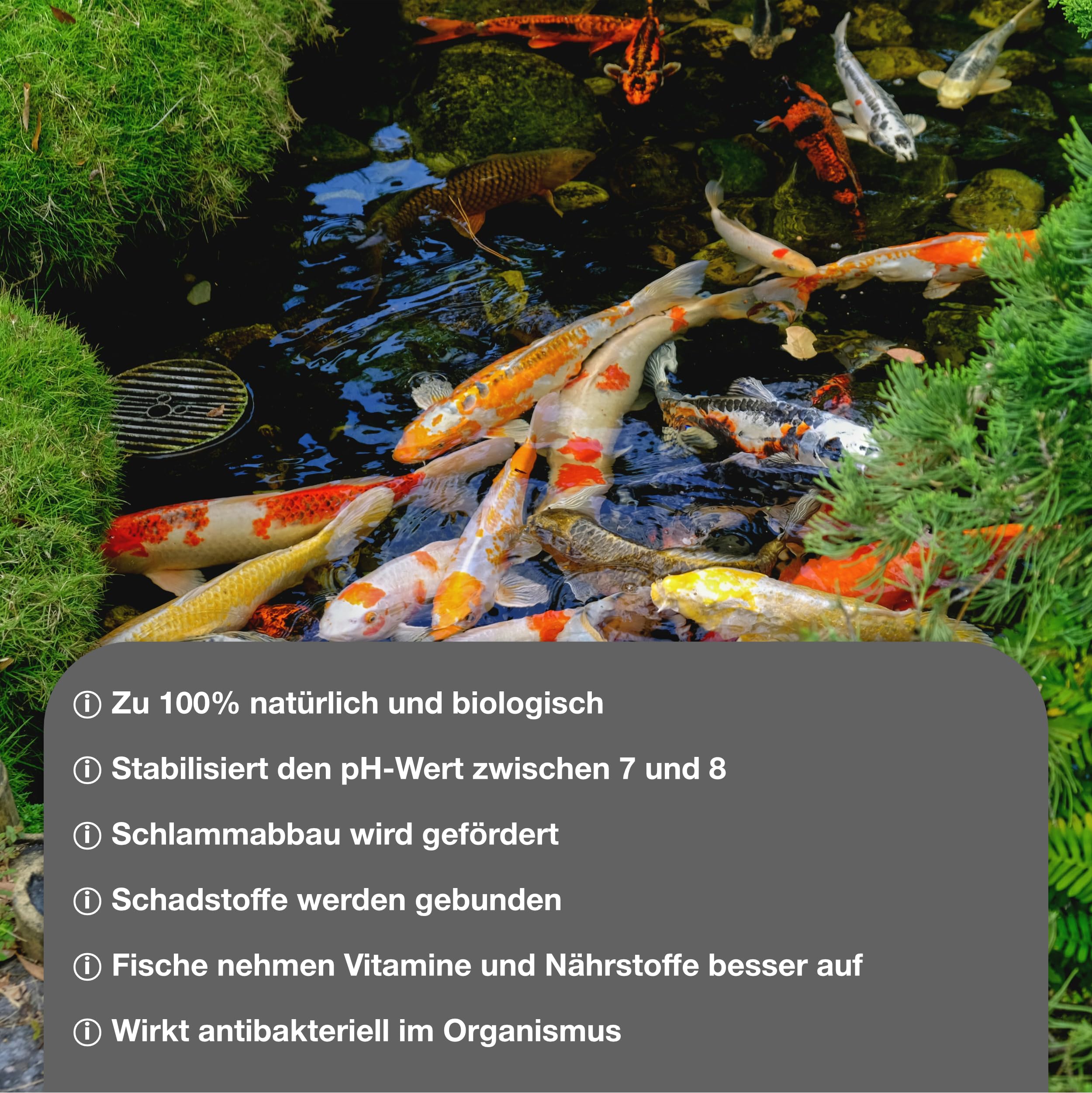 Teichpoint K24 Mineral-M 4 kg | Feines Montmorillonit Pulver bindet Schadstoffe und reduziert Trübungen im Garten und Koi Teich | Für ausgeglichenes Teichwasser | Reichweite 400.000 Liter