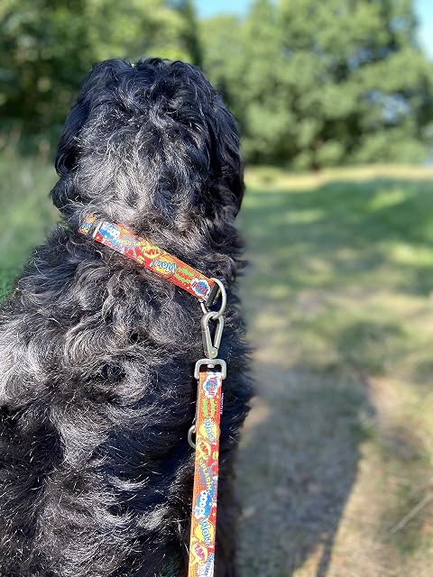 Foto 2 de 6 de MAX & Molly - Collar de identificación Inteligente para Perro, antidecoloración, tamaño Ajustable con Perfil…