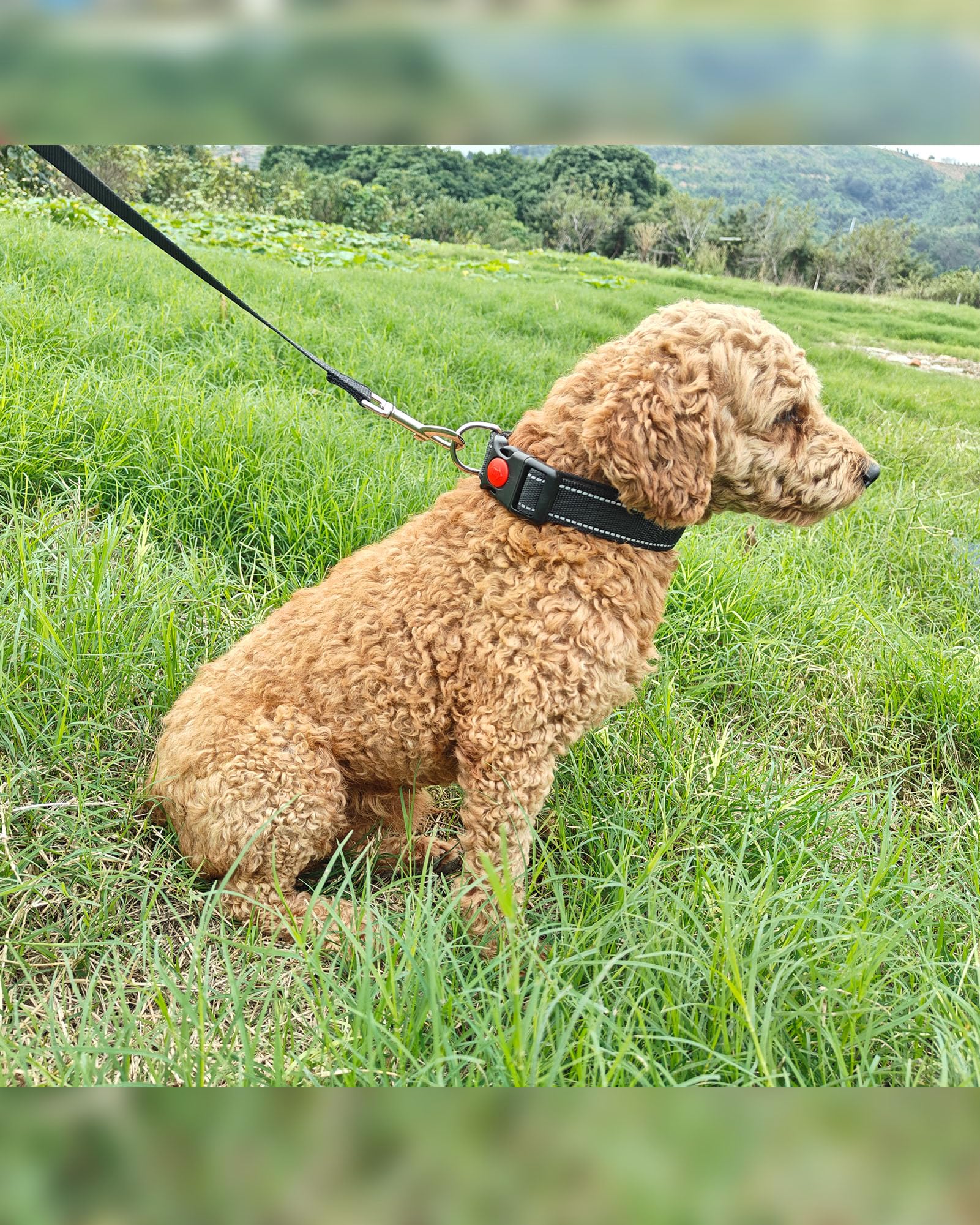 Aeclleca Reflective Dog Collar and Leash Set with Safety Locking Buckle，Adjustable Soft Nylon Pet Collars for Small Medium Dogs (Black, S)