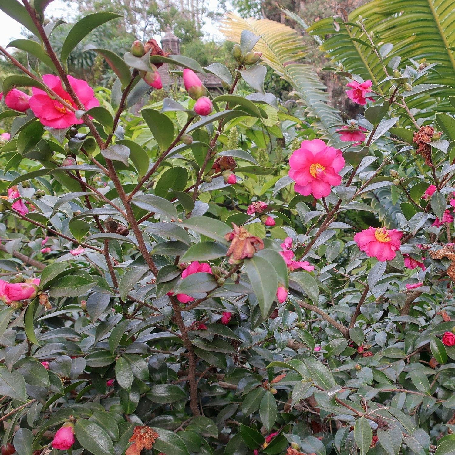Camellia Sasanqua Kaniiro I 1 Extra Large Trade 3 Gallon Plant | Pink Flowering Vibrant Blooming Shrub, Live Plant for Garden, Landscape & Home Decor, Hardy Evergreen Ornamental Flowering Bush