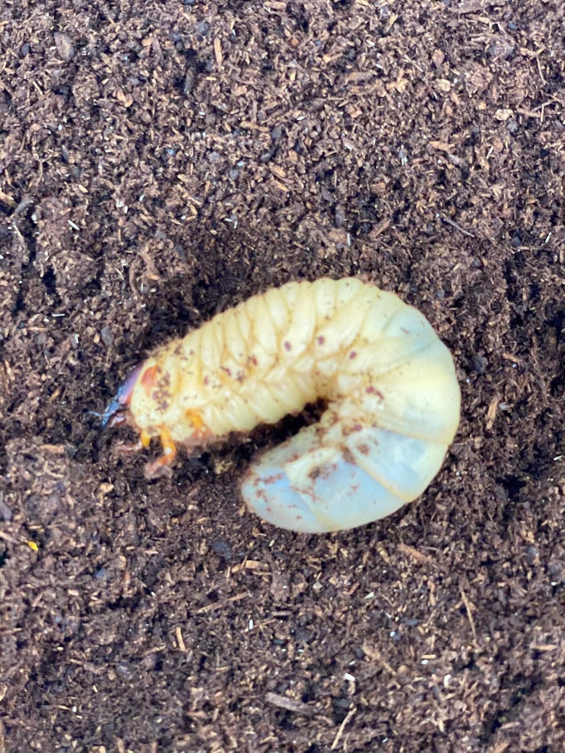 Amazon カブトムシ 幼虫 国産 3令 10匹 アクアノースビーチ 昆虫 通販