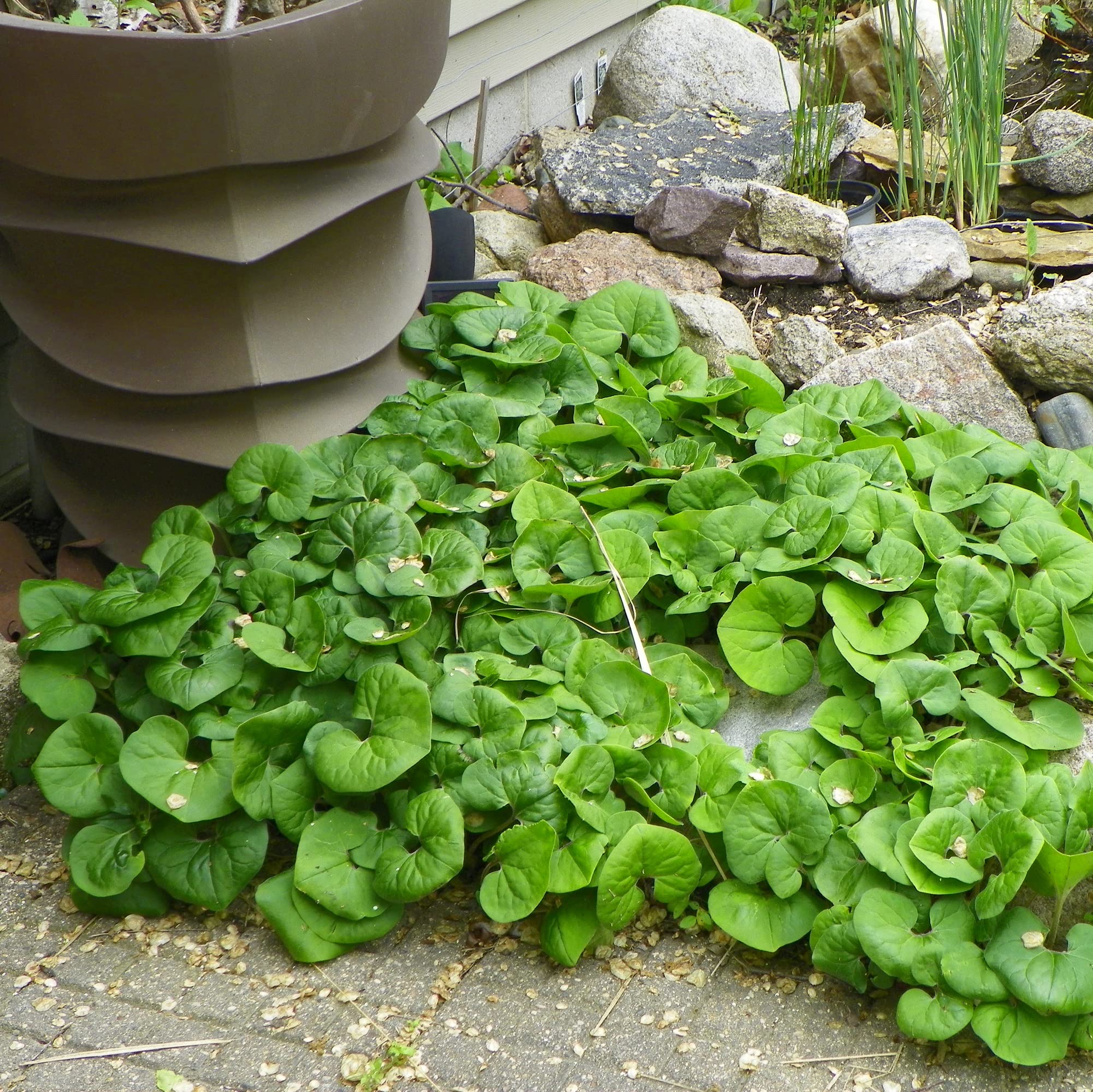 CHUXAY GARDEN 25 Seeds Asarum Canadense,Canada Wild Ginger,Snake Root, Black Snakeweed,Vermont Snakeroot Ground Cover Landscaping Rocks Excellent Addition to Garden