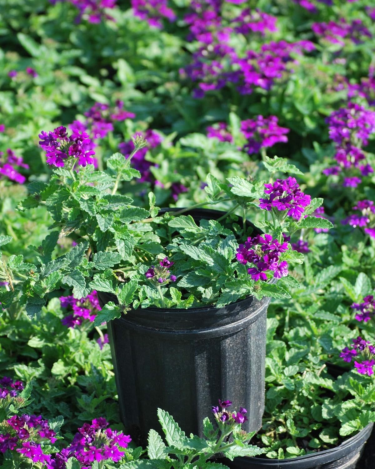 Perennial Farm Marketplace Verbena EnduraScape 'Purple' (Vervain) Perennial, Size-#1 Container, Bright Violet Flowers
