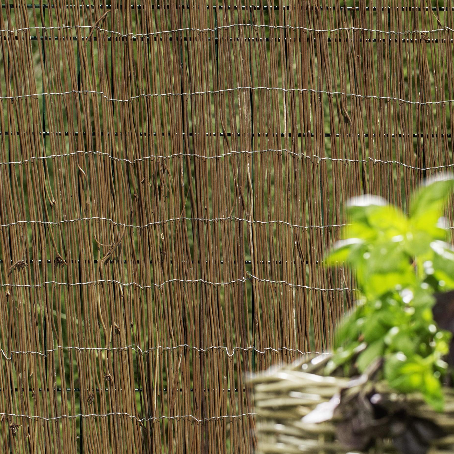 ableger goldfruchtpalme Goldfruchtpalme - Dypsis lutescens main image 1