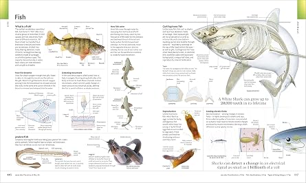 The Visual Encyclopedia
