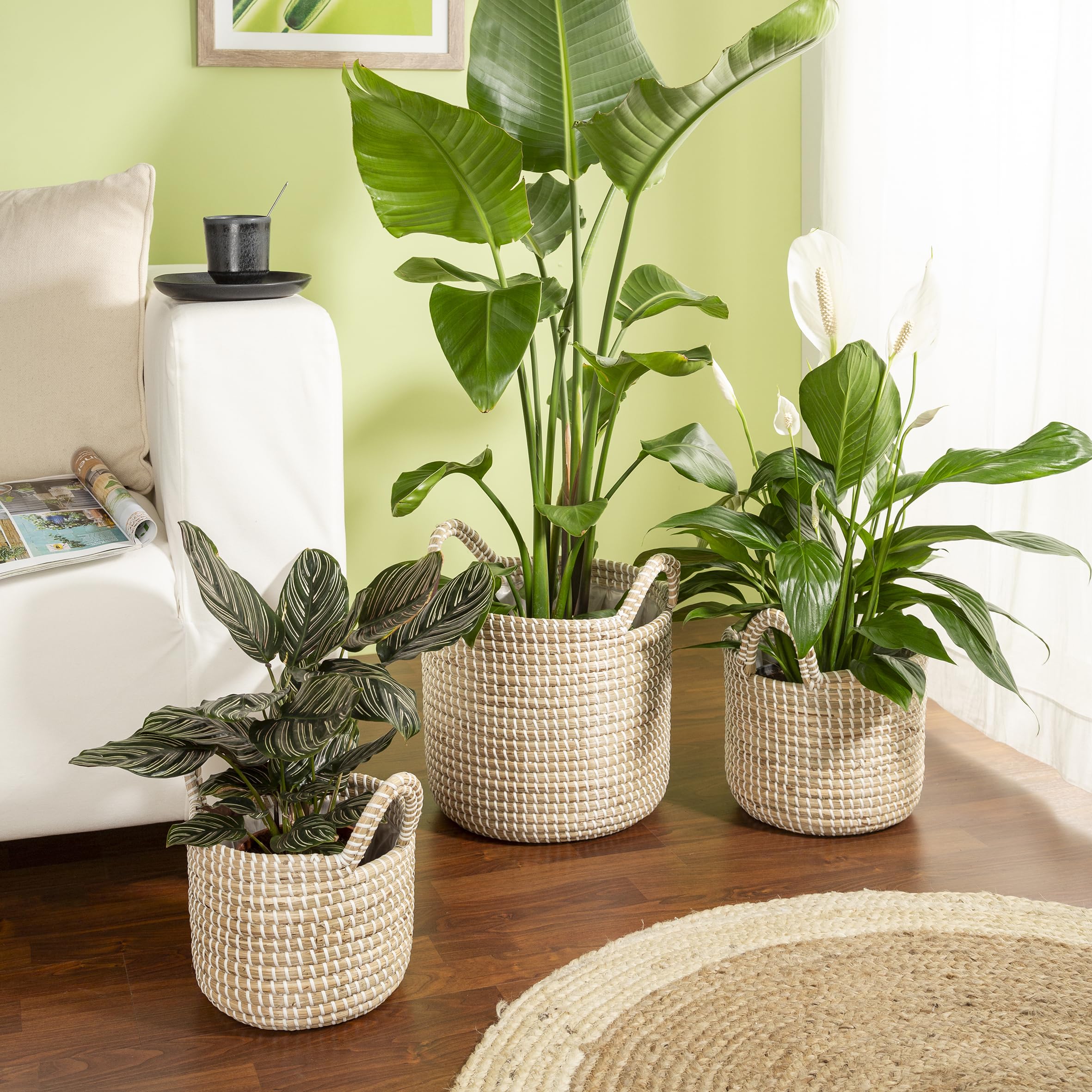Scheurich Jonc de mer 32 - Panier à plantes avec poignées en jonc de mer - Couleur : blanc - Diamètre : 32 cm - Hauteur : 30,5 cm - Volume : 26,9 l
