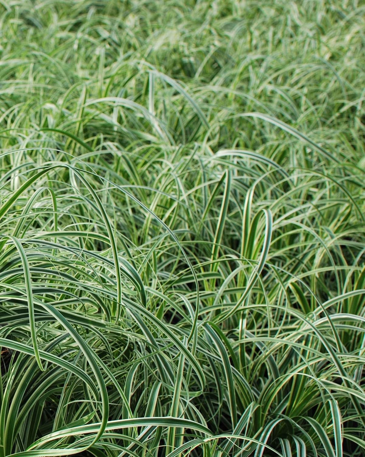 Carex x oshimensis 'Feather Falls' (Variegated Sedge)