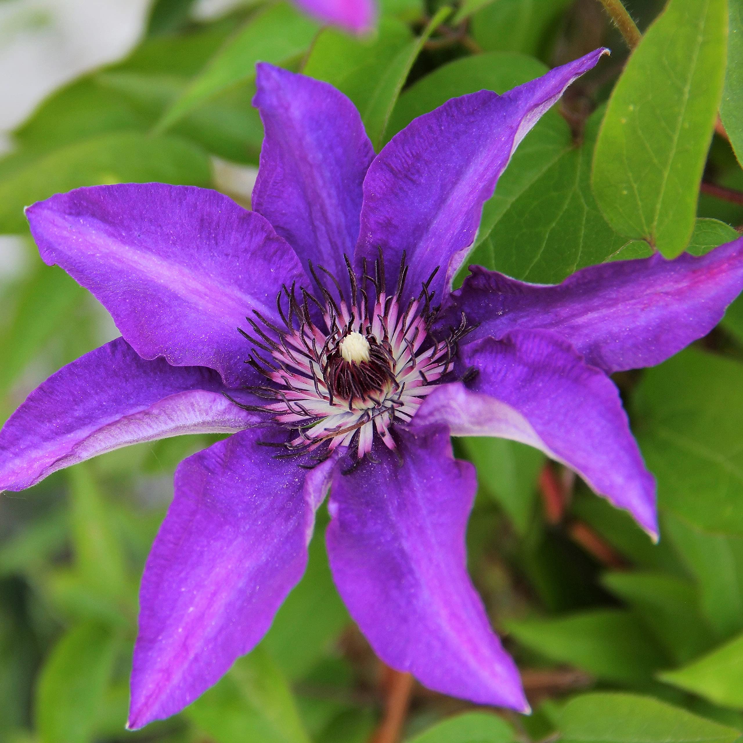 Clematis Hybrid - Clematis Hybrida Flower Seeds, 10 Seeds Home Garden Planting by Heavy Torch, The President