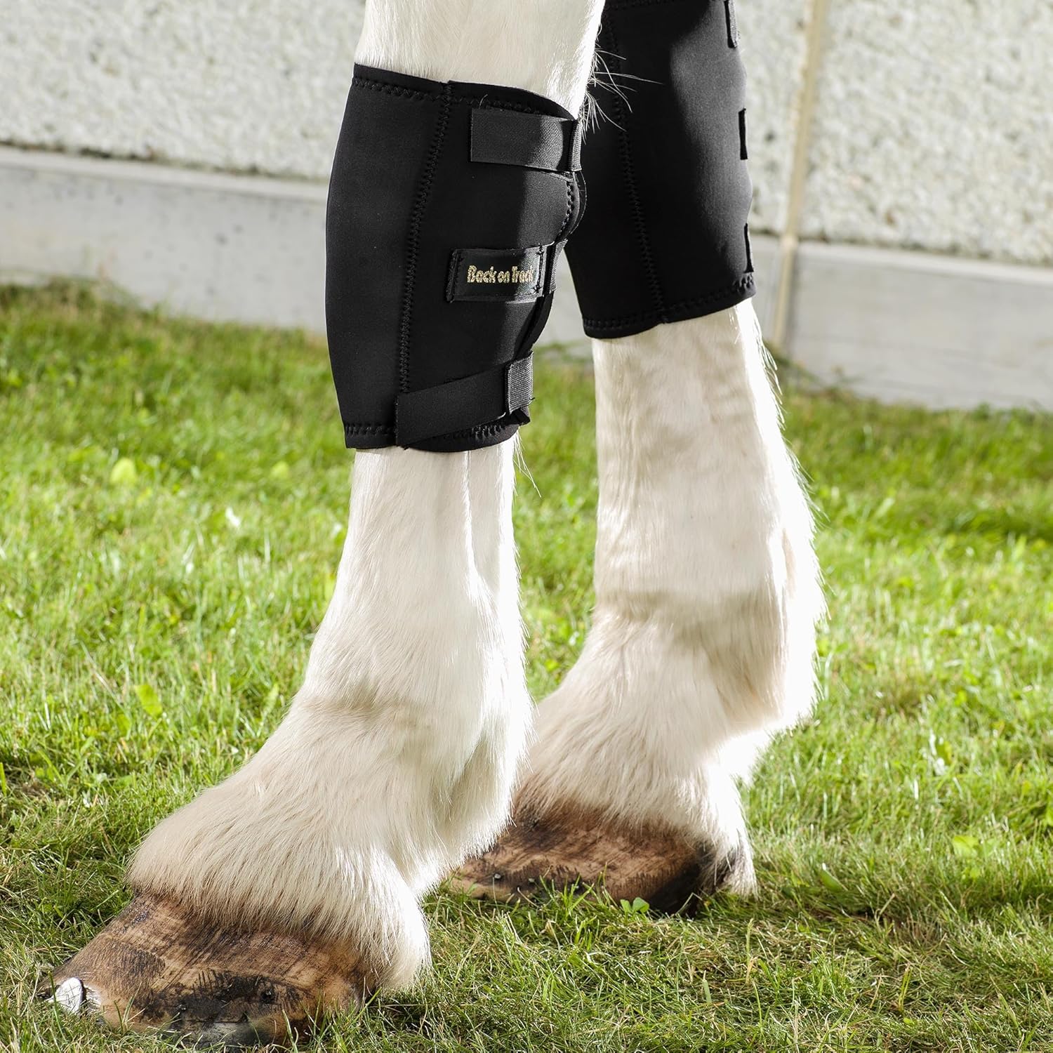 Therapeutic Horse Knee Boots
