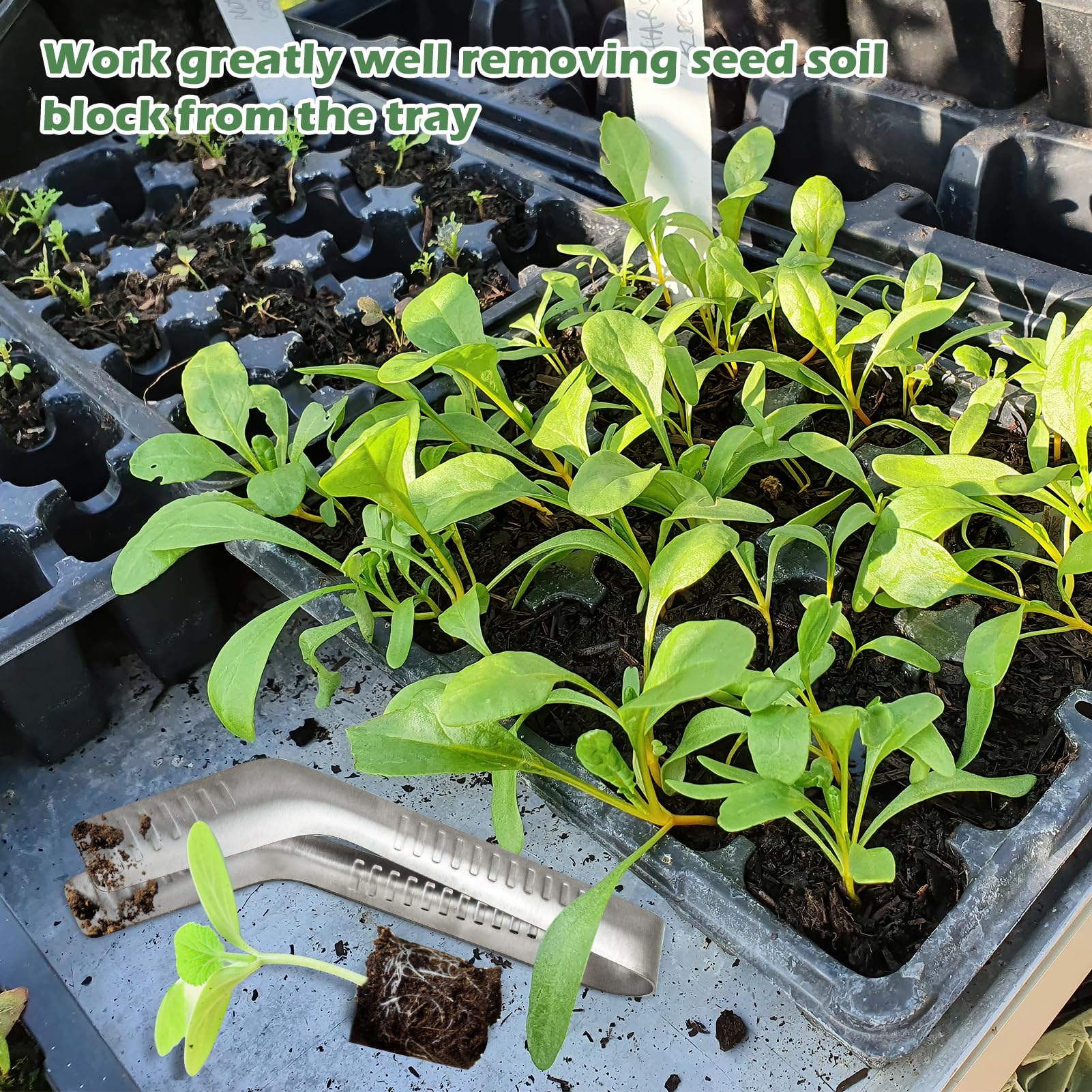 How To Remove Seedlings From Seed Trays