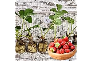 Hand Picked Nursery Live Sonata Strawberry Plugs - June Bearing Strawberry Plants
