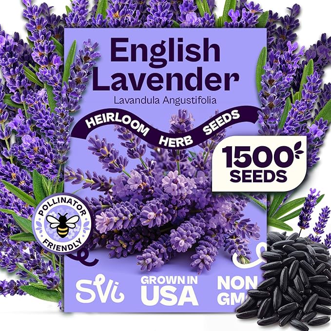 SVI 1500 English Lavender Seeds for Planting (Lavandula angustifolia) –
