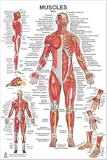 Blue Tree Publishing Muscular System, Male Muscles Poster 24x36 inch, for Physical Fitness, Working Out, Muscular System Anatomical Chart