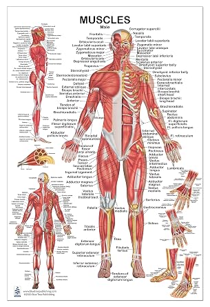 Blue Tree Publishing Muscular System, Male Muscles Poster 24x36 inch, for Physical Fitness, Working Out, Muscular System Anatomical Chart