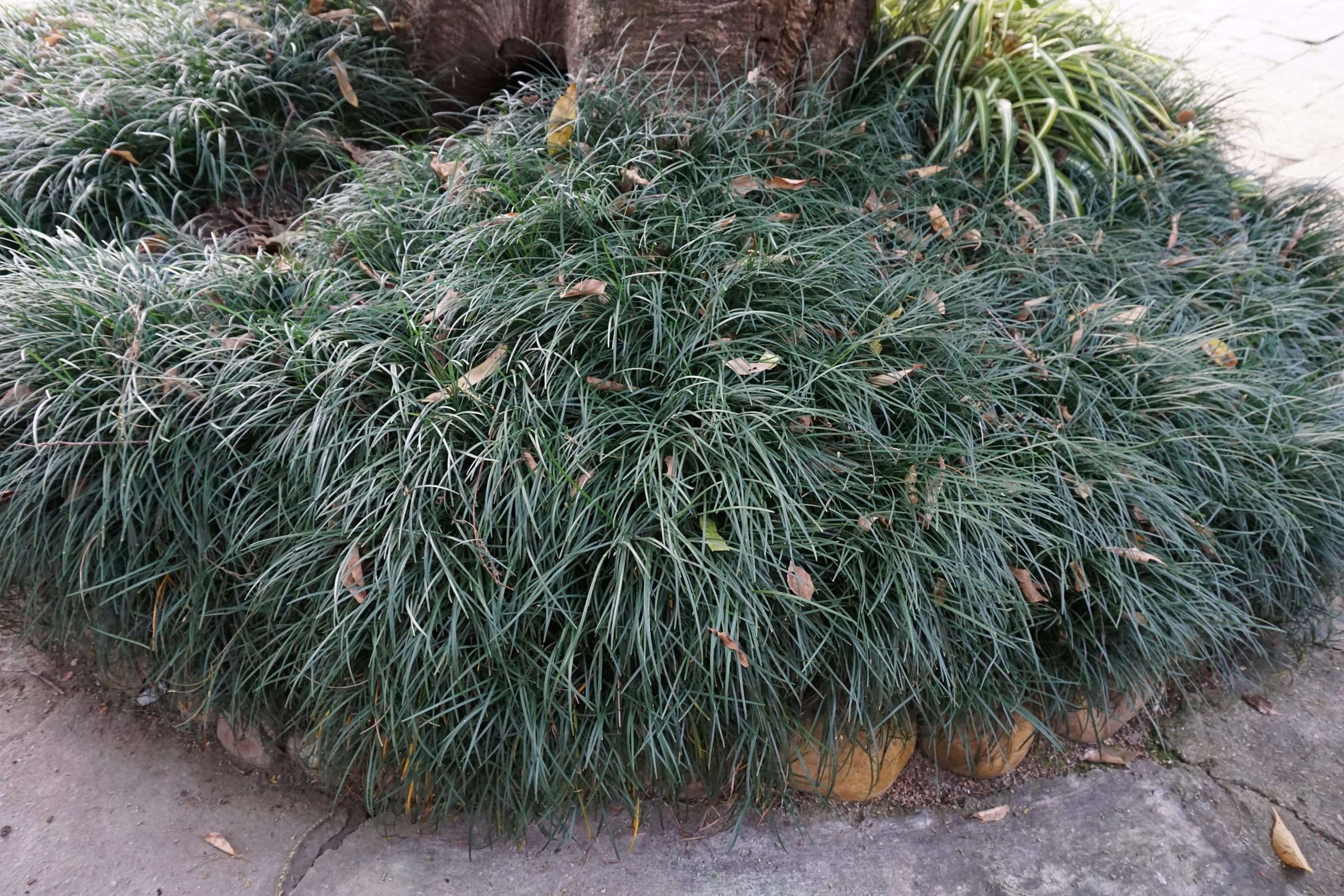 Stauden Gänge 100 x Ophiopogon japonicus 'Sparkler' winterhart