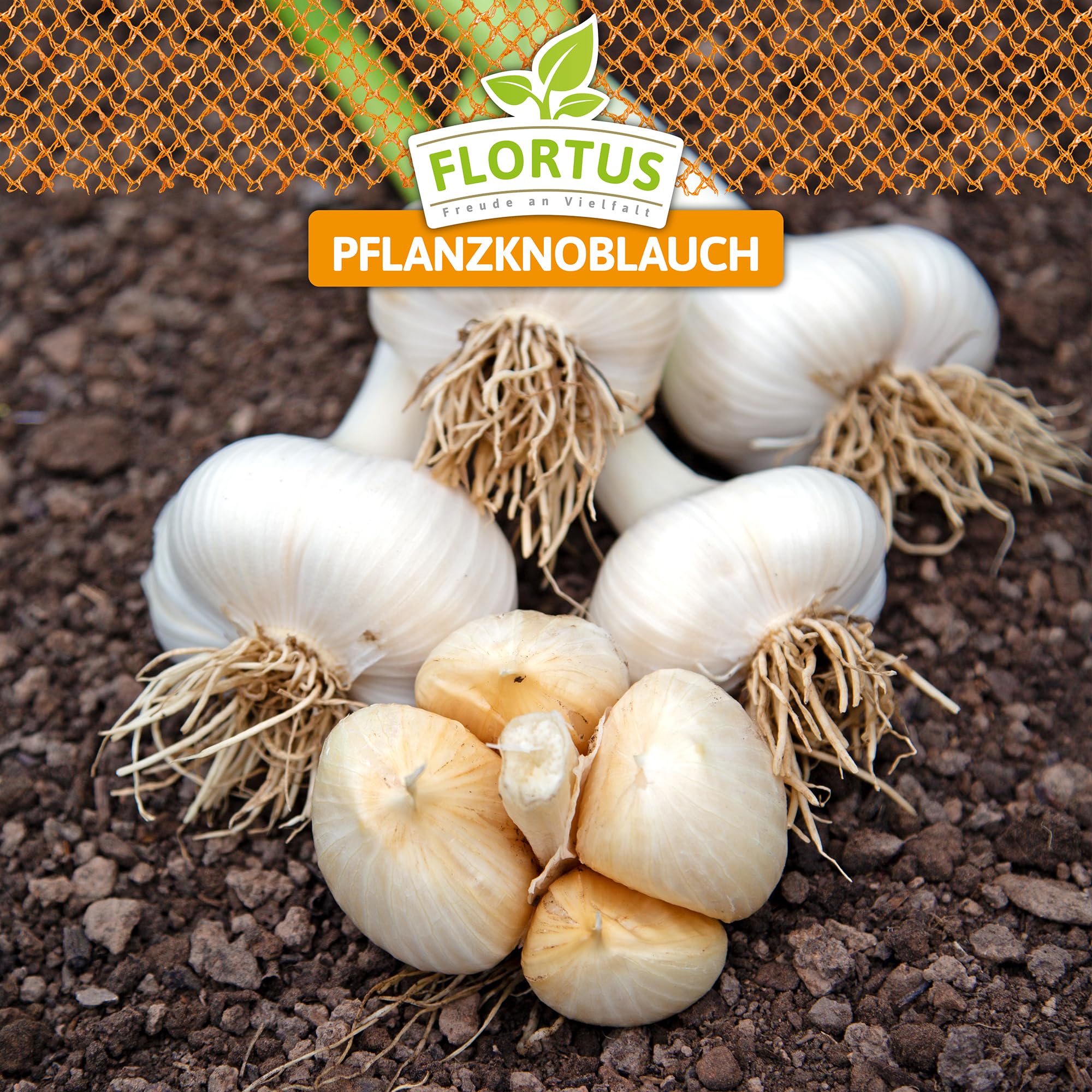 FLORTUS – Winterpflanzknoblauch Elefantenknoblauch 20 Zehen zertifiziertes Pflanzgut, keine Samen – Zehengröße 24-40 mm – winterhart, sehr große Steckzehen mit mildem Geschmack