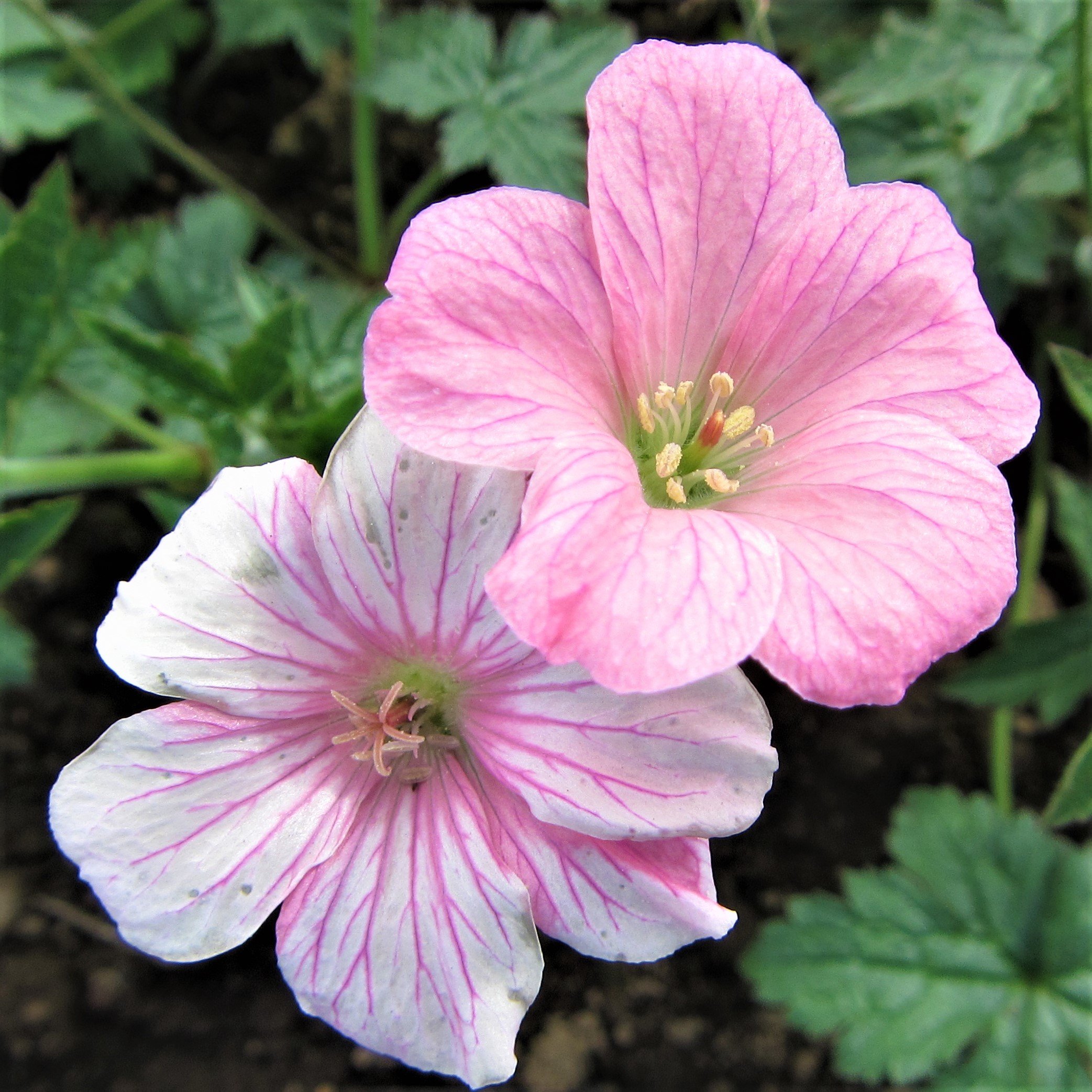 Easy to Grow Geranium Wargrave Pink