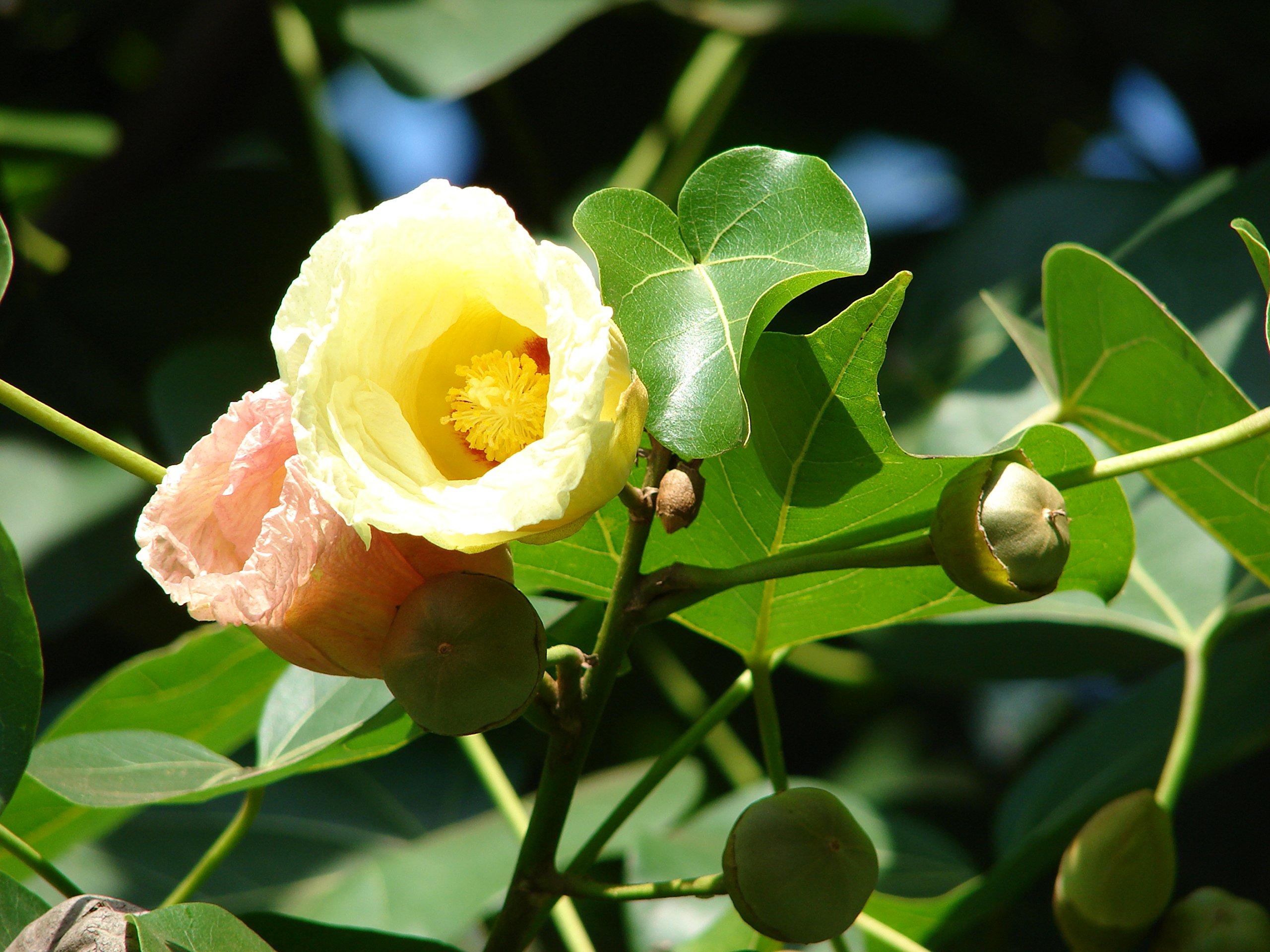 M-Tech Gardens Portia/Indian Tulip Tree/Poovarasu Medicinal Tree Plant (Thespesia populnea, Hybrid) Exotic 1 Live Medicinal Plant (B094BYVMSW) Amazon Price History, Amazon Price Tracker