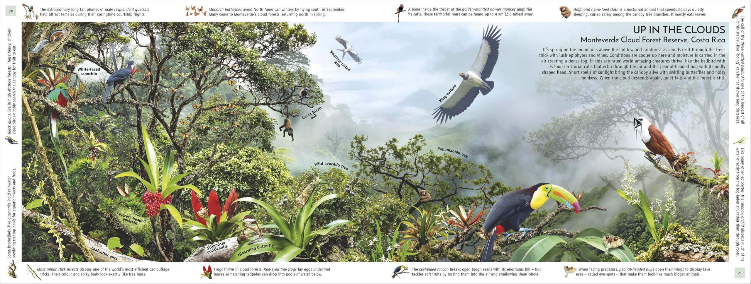 Rainforest: Discover the Extraordinary Life in Earth's Most Delicate Ecosystems (DK Panorama)