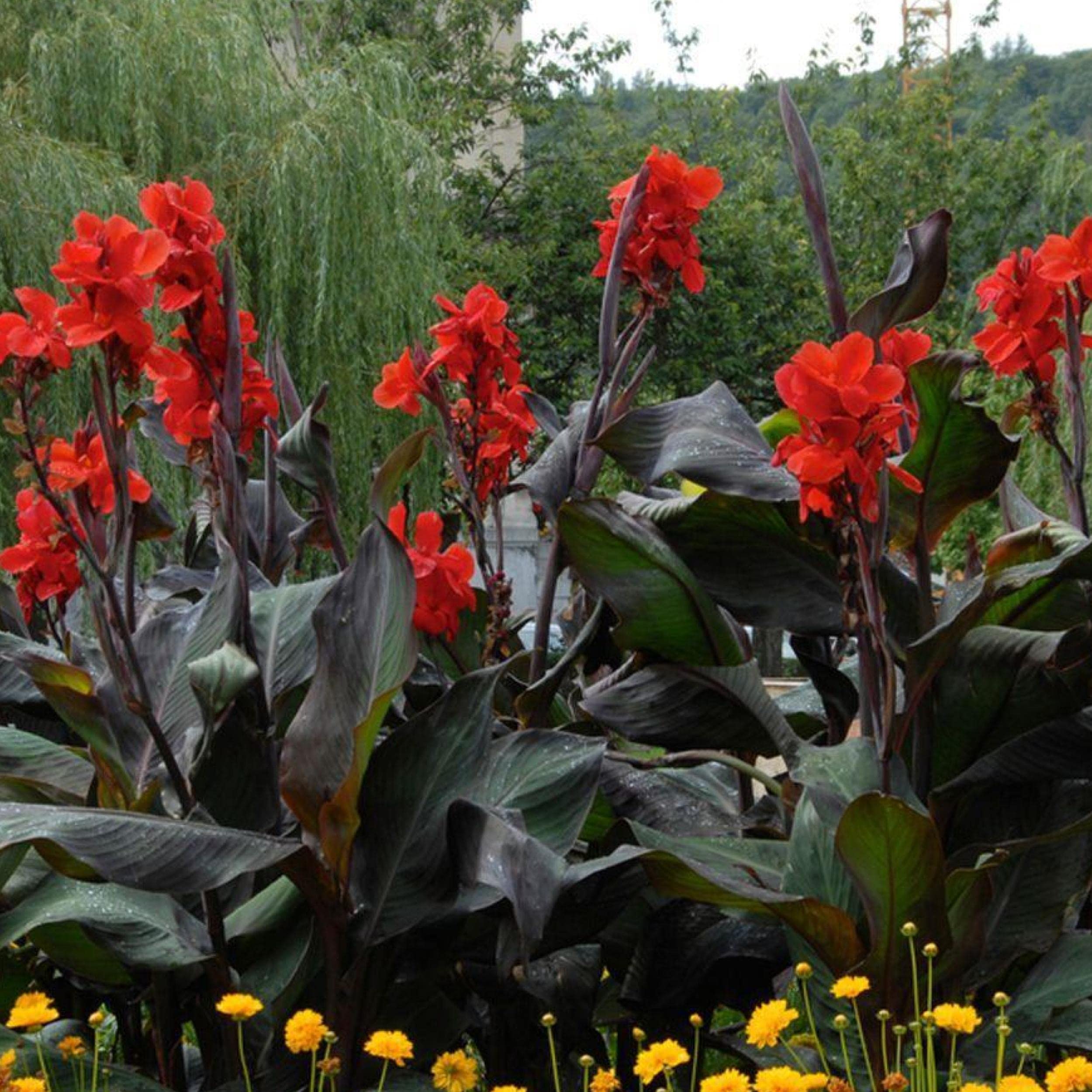 Chalily Canna Black Knight