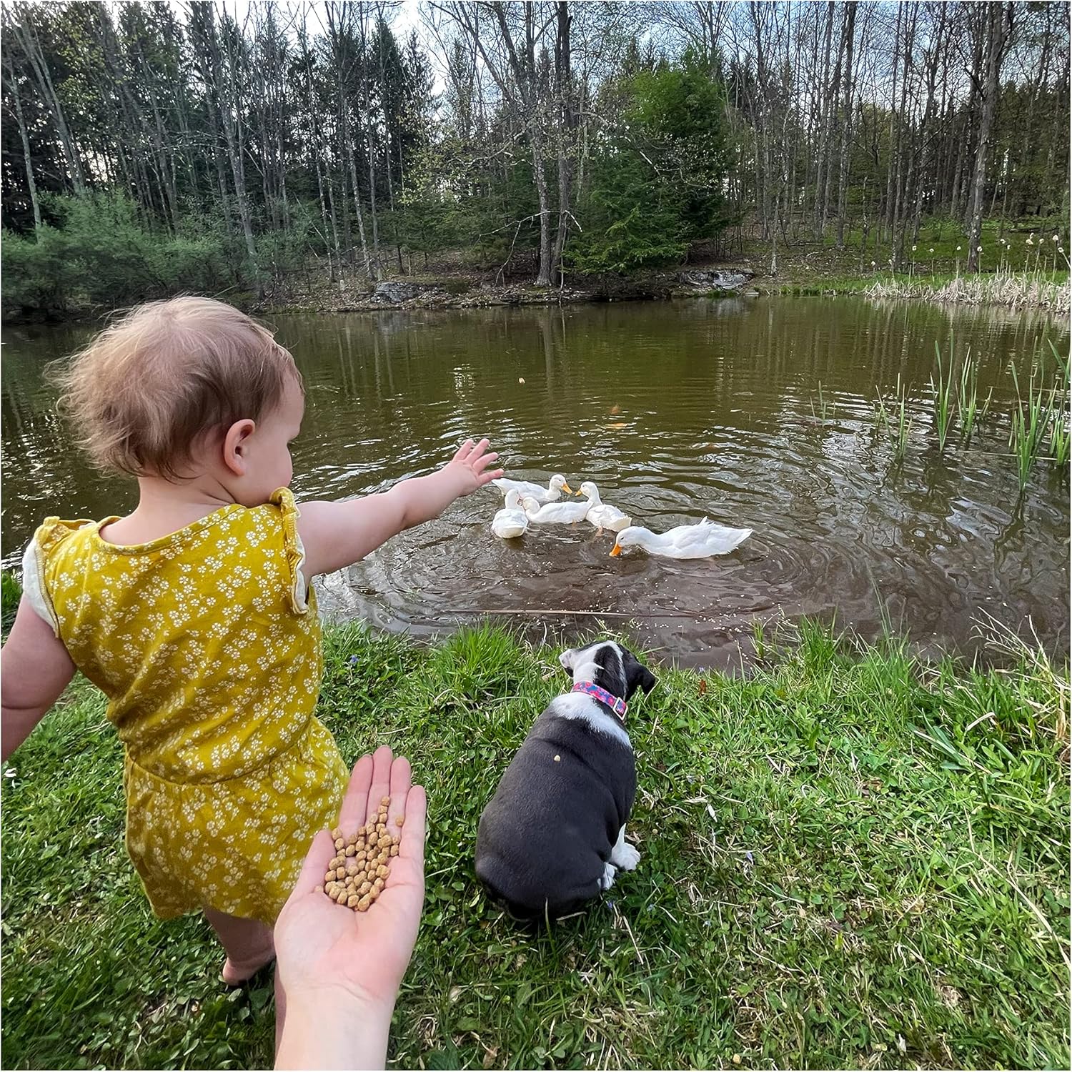 Waterfowl Feed Open Water Diet 40 lb | for Feeding Ducks Geese Swans | Floating Pellets with Niacin for Ducks