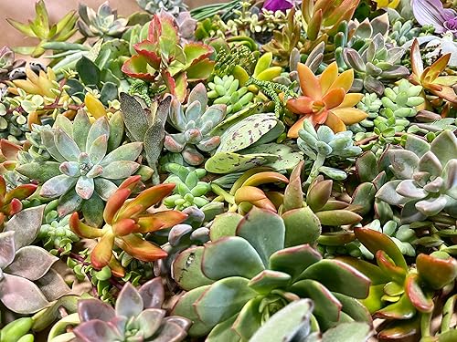 Miniatura 4 de Fat Plants San Diego veinticinco esquejes de suculentas pequeñas