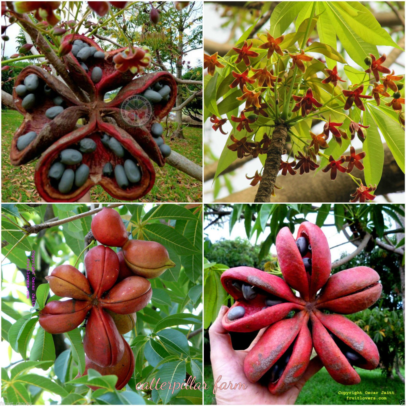 Creative Farmer Tree Seeds : Sterculia Guttata - Home Garden Pack Professional Pack