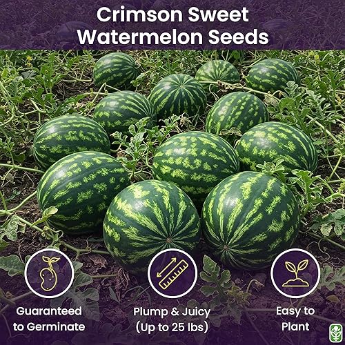 Miniatura 2 de Semilla de sandía dulce carmesí, no es fruta madura, sino semillas para producir esa fruta