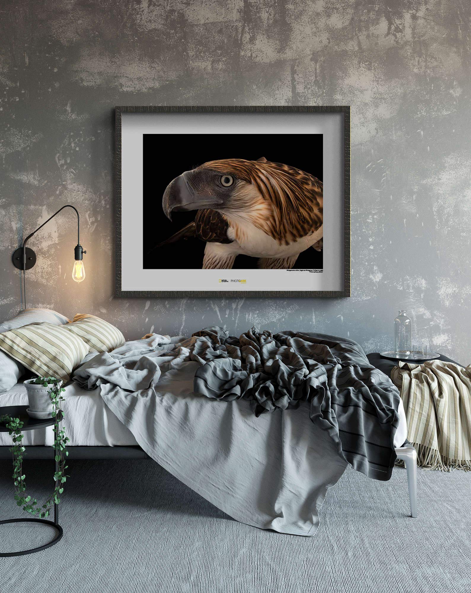 National Geographic Wandbild Imperial Parrot – 50x40 Cm, Premium-Fotopapier, Ohne Rahmen