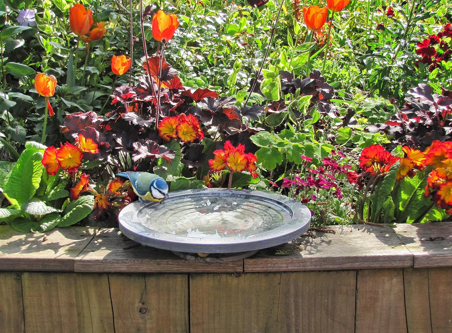 Aristotle Oasis Bird Bath & Drinker