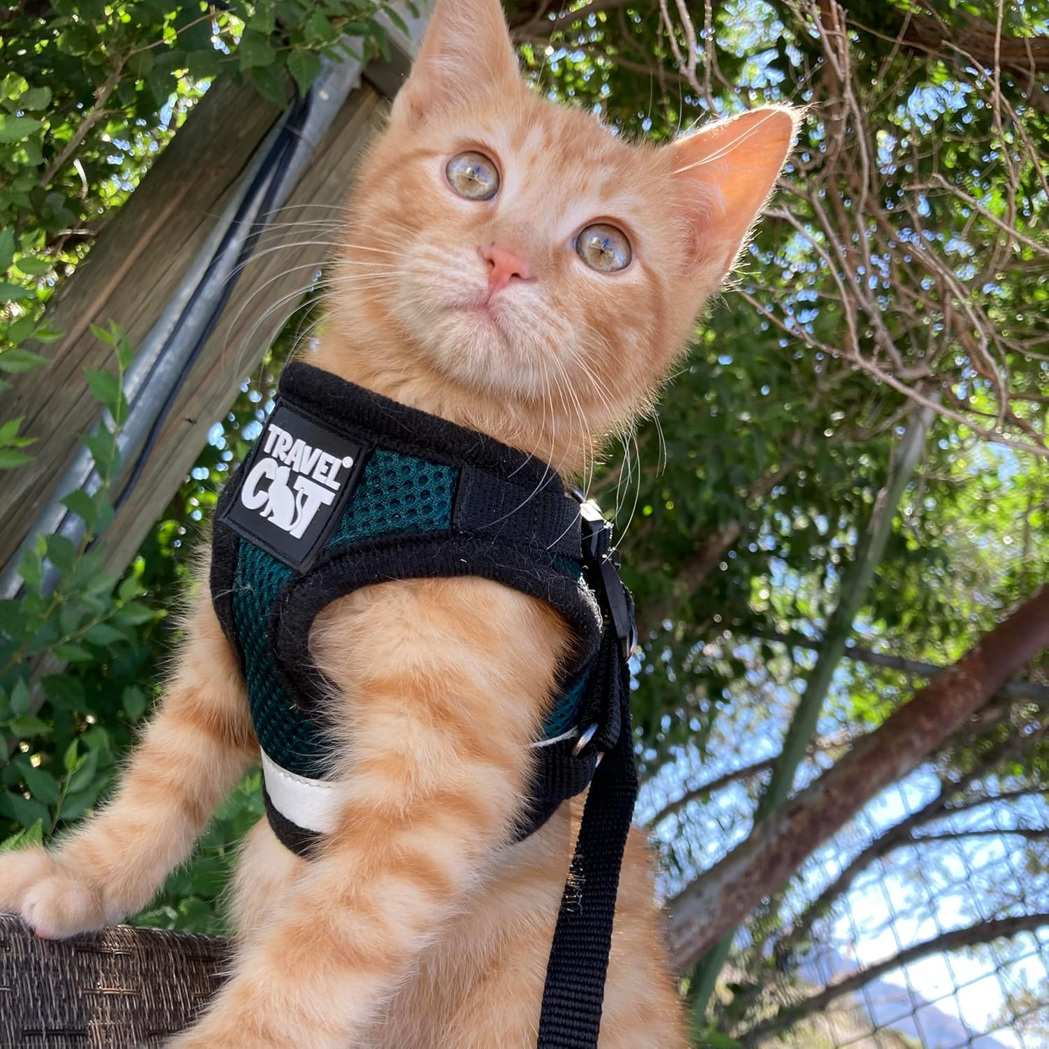 Travel Cat The Emerald Explorer Limited Edition Green Harness and Leash Set - Adjustable Fit Mesh Cat Harness with Reflective Strap - Escape Proof Harness for Cats, Kitten (Medium)