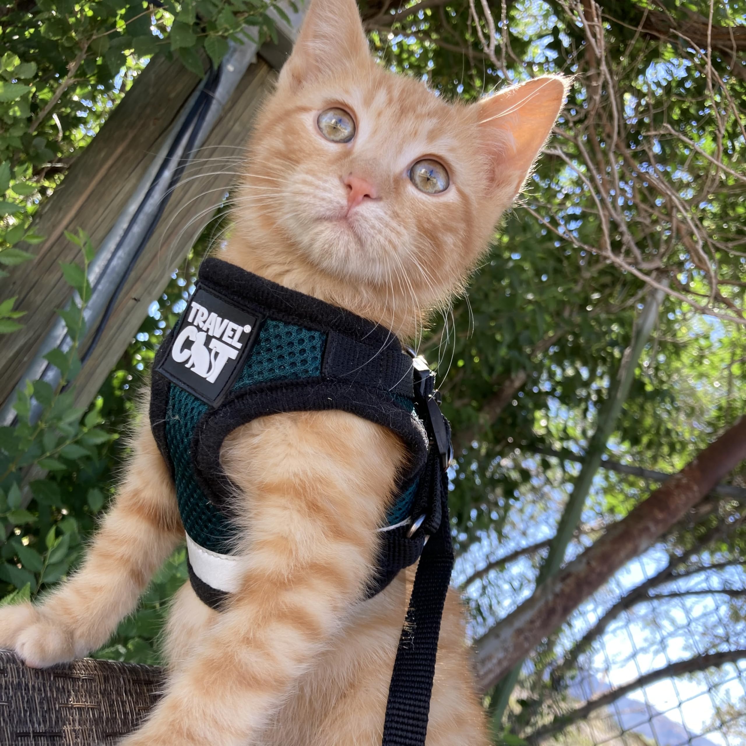 Travel Cat The Emerald Explorer - Arnés para Gatos de edición Limitada, arnés de Malla Ajustable y Correa Reflectante, cómodo arnés a Prueba de Escape para Gatos, Gatitos (pequeño, Esmeralda)