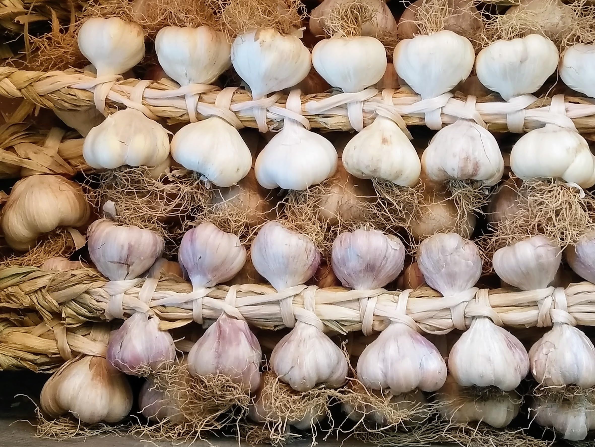 Treccia Di Aglio di Vessalico 1 Kg