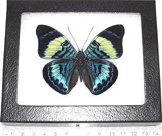 BicBugs Panacea prola Real Framed Butterfly Blue Green Peru