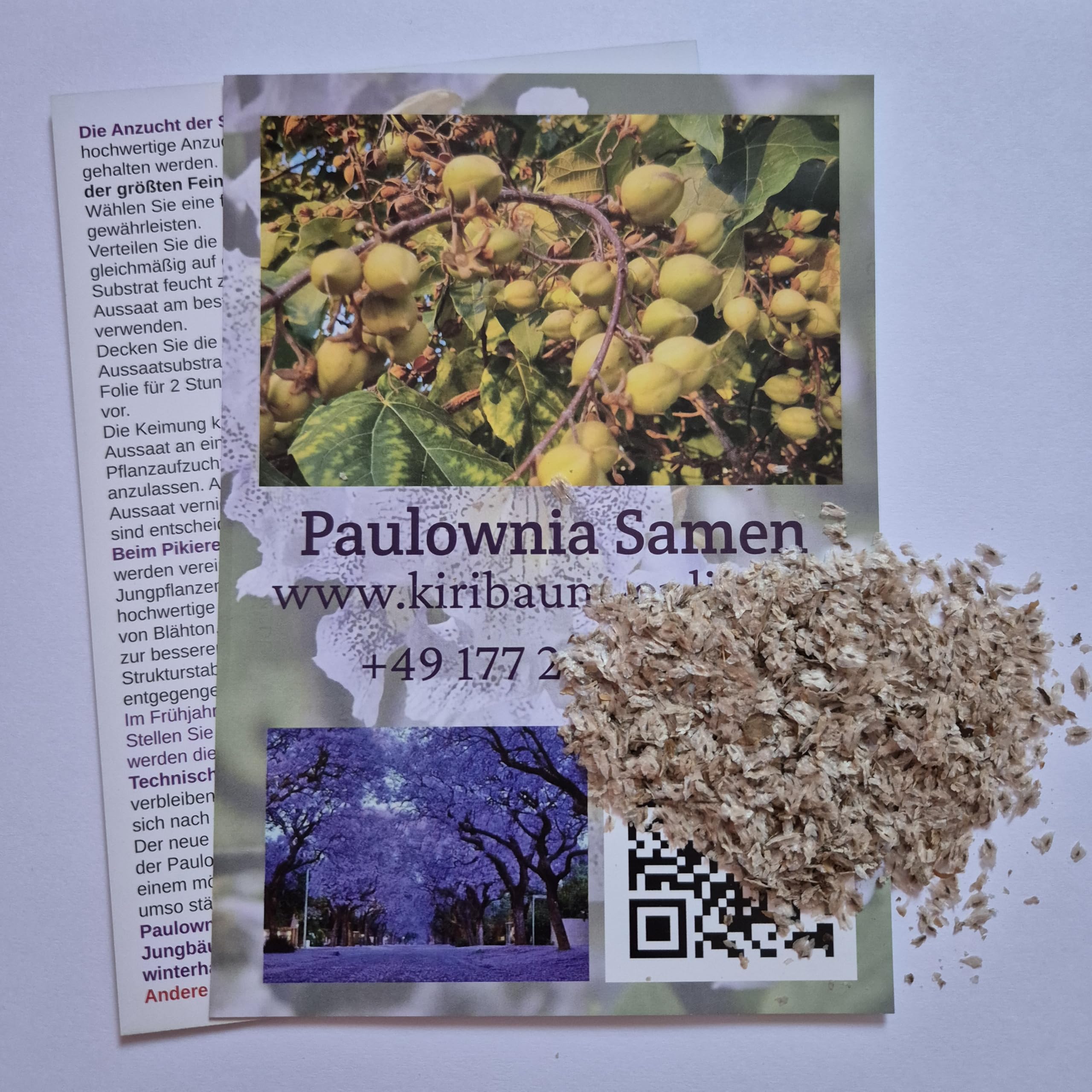 Lot de 5000 graines de paulownia Elongata, Kiri, Cylownia, à croissance rapide, résistante à l'hiver