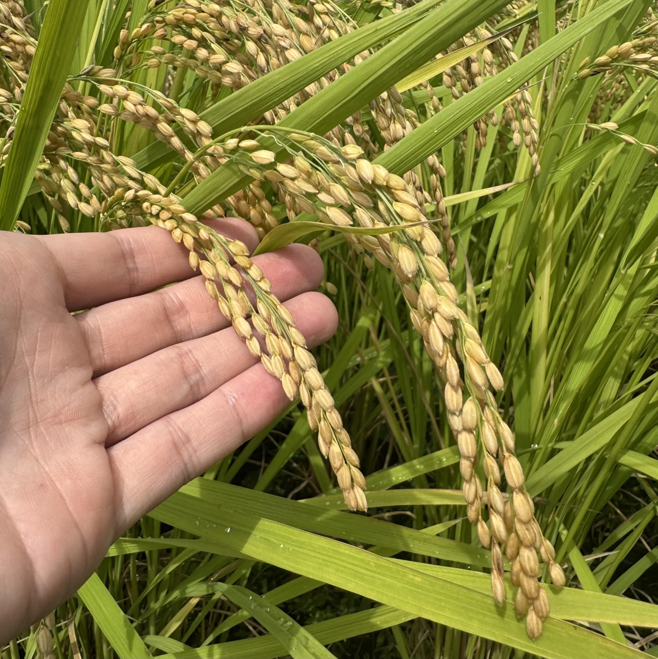 Amazon.co.jp: 江島農園 令和7年産 無農薬 玄米 5kg 福岡県産