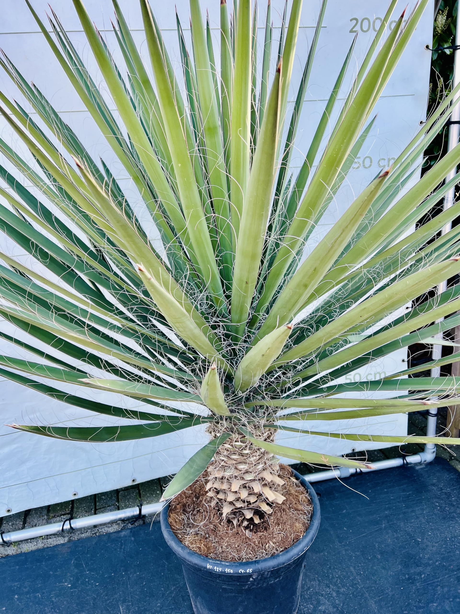 sansevieria pflege gieen Sansevieria Moonshine ca 50 cm Bogenhanf Zimmerpflanze Schwiegermutter   Blumen-Senf