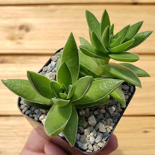 2 inch Crassula corymbulosa Shark's Tooth