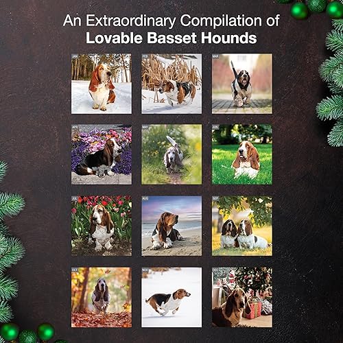 Miniatura 3 de MICASA PRESS Basset Hounds - Calendario de pared 2026 de 12 meses  12 x 24 pulgadas abierto  Papel grueso y resistente  Regalo de vacaciones  Lindo