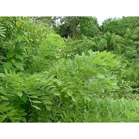Seedstores : 50 Seeds of Gliricidia Sepium Quick stick Mata Raton Multi ...