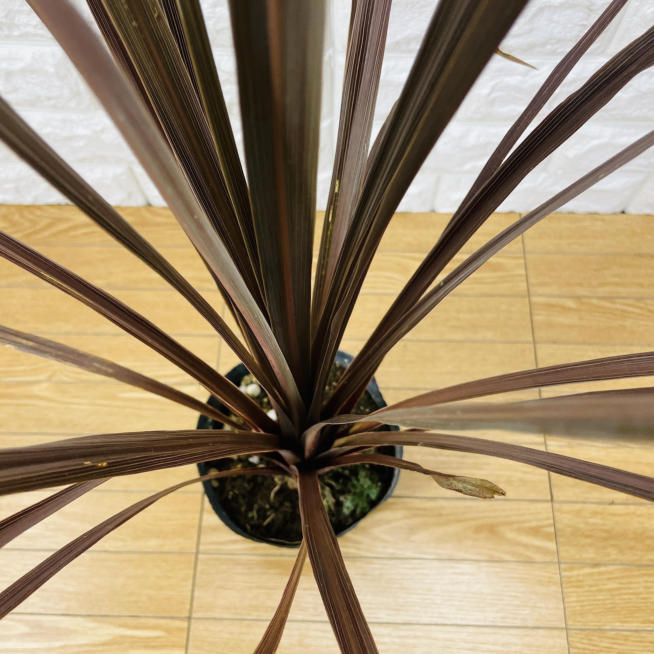 赤ドラセナ　レッドスター小 Amazon｜観葉植物 コルジリネ オーストラリス レッドスター 赤ドラセナ