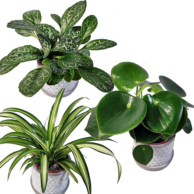 3 Verschiedene Tropische Zimmerpflanzen - BIOLAND Qualität Raritäten