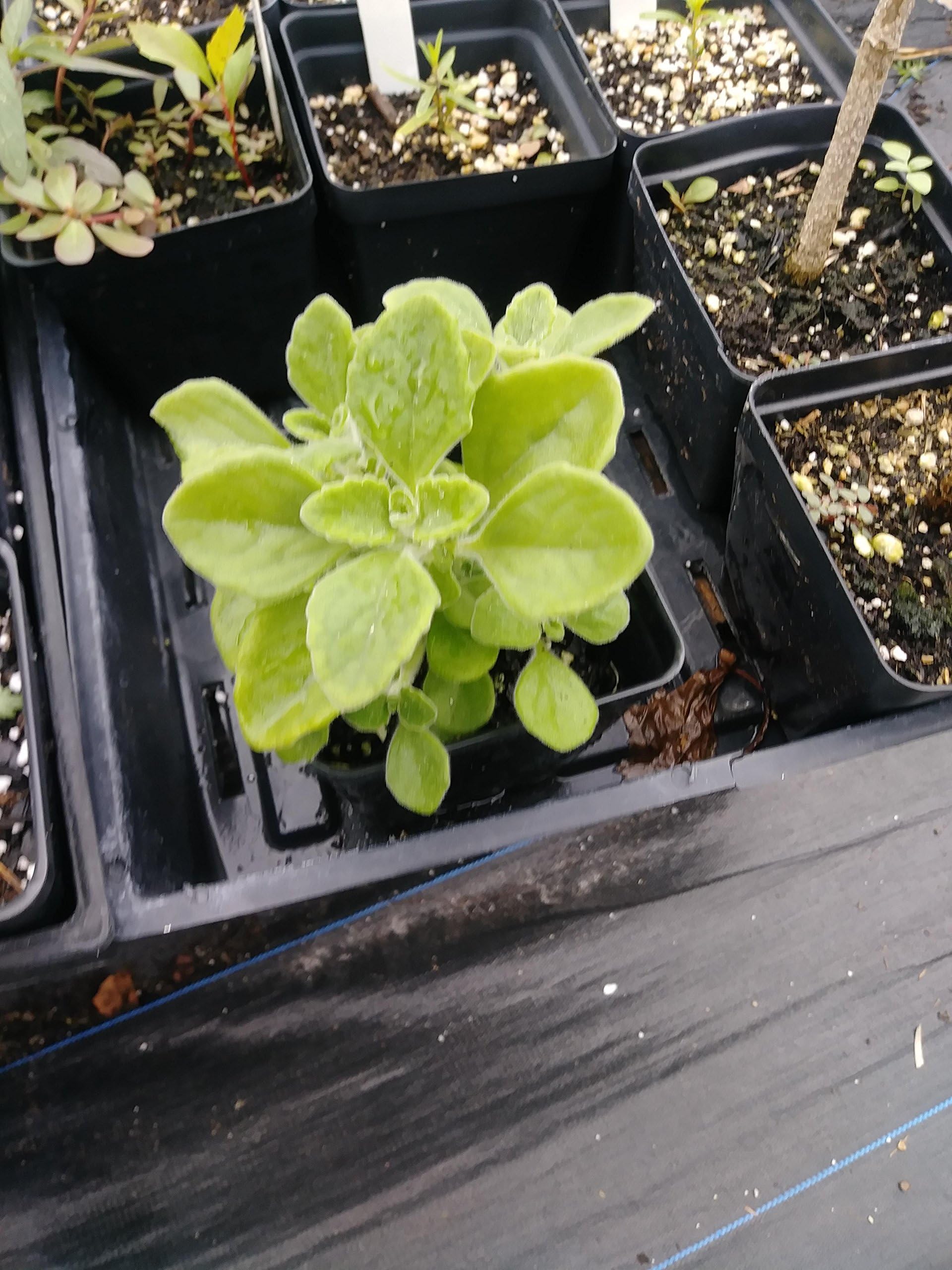 Vicks Plant, Plectranthus Hadiensis VAR. Tomentosa, 4in Potted Plant, Lamiaceae, GMO Free