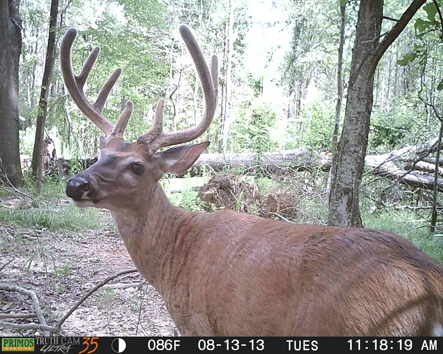 Primos Truth Cam Ultra 35 Game Camera with Early Detect Sensor