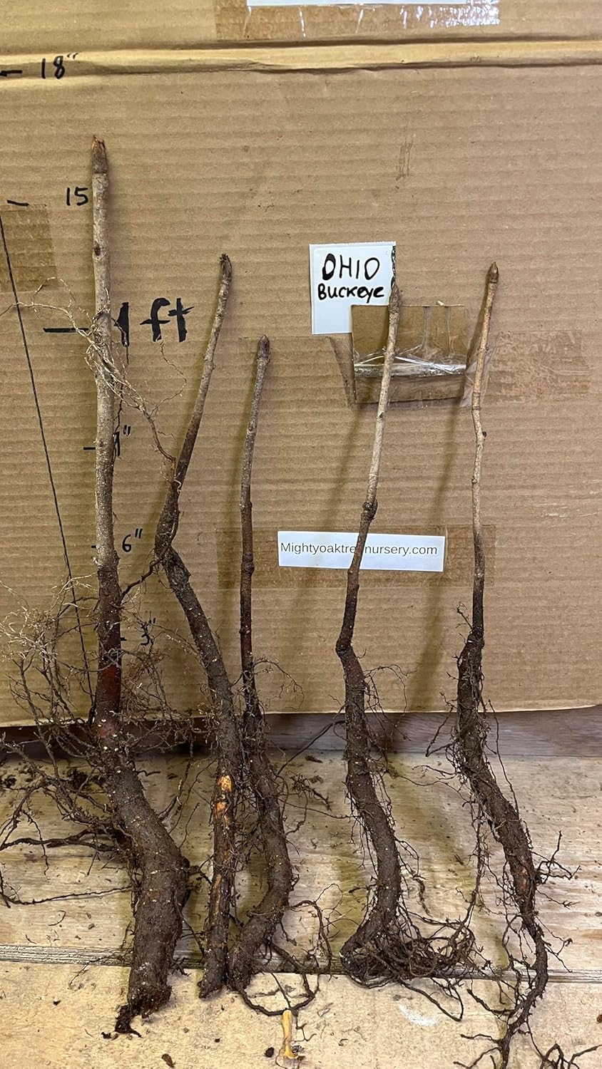 6-12” Tall Ohio Buckeye (Aesculus glabra) 1-2 Year Old Tree, Bare Root Plant