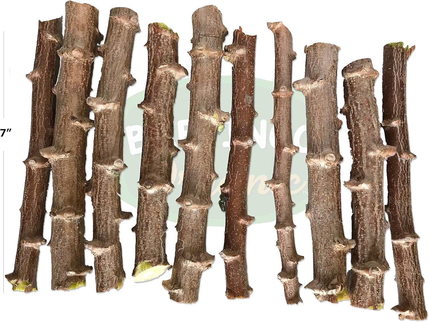 Healthy Cuttings Cassava Organic Manihot esculenta Yuca Tapioca Tree for Growing by BAFFINCO ORGANIC (6)